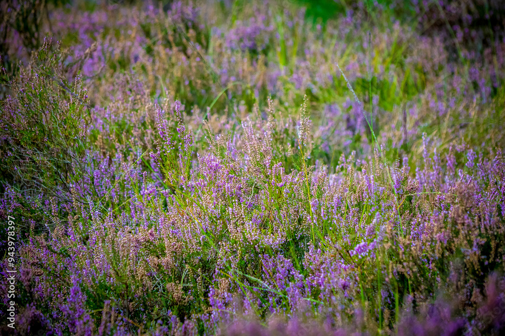 Fototapeta premium Closeup shot of purple heather (Calluna vulgaris) in bloom