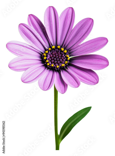 PNG Beautiful purple flower with green stem and leaves