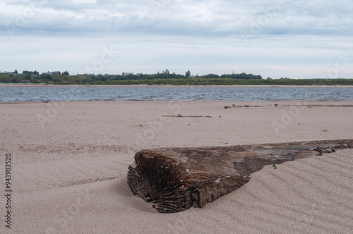 Large log half buried in sand on a river sandbank, summertime. Northern Dvina river, Arkhangelsk region, Russia photo