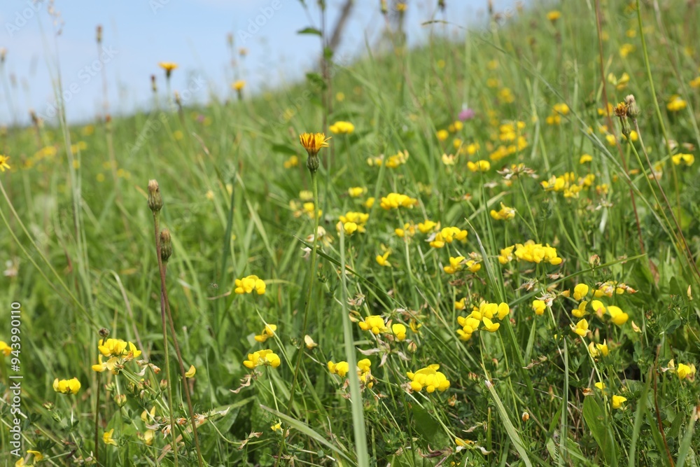 Many beautiful plants with flowers growing outdoors Many beautiful plants with flowers growing outdoors
