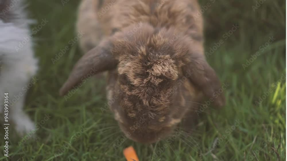 RABBIT RELAXING UNDER A TREE WHILE THE WIND BLOWS THROUGH ITS FUR – PEACEFUL AND TRANQUIL NATURE STOCK FOOTAGE PERFECT FOR WELLNESS BRANDS AND MINDFULNESS CONTENT RABBIT RELAXING UNDER A TREE WHILE THE WIND BLOWS THROUGH ITS FUR – PEACEFUL AND TRANQUIL NATURE STOCK FOOTAGE PERFECT FOR WELLNESS BRANDS AND MINDFULNESS CONTENT