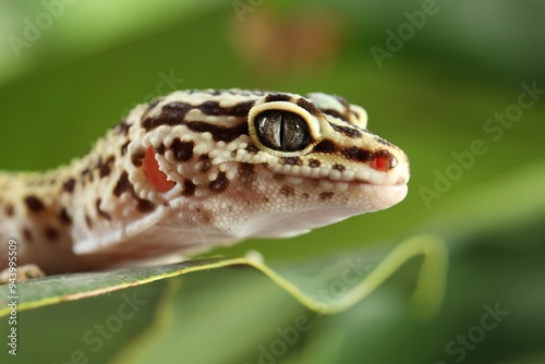 One beautiful gecko on green leaf, macro view