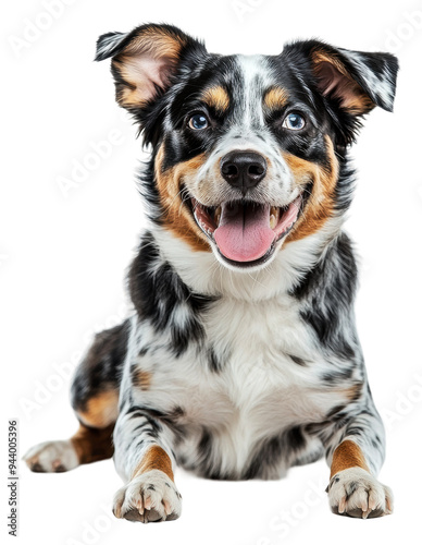 PNG Happy dog lying down in a studio setting