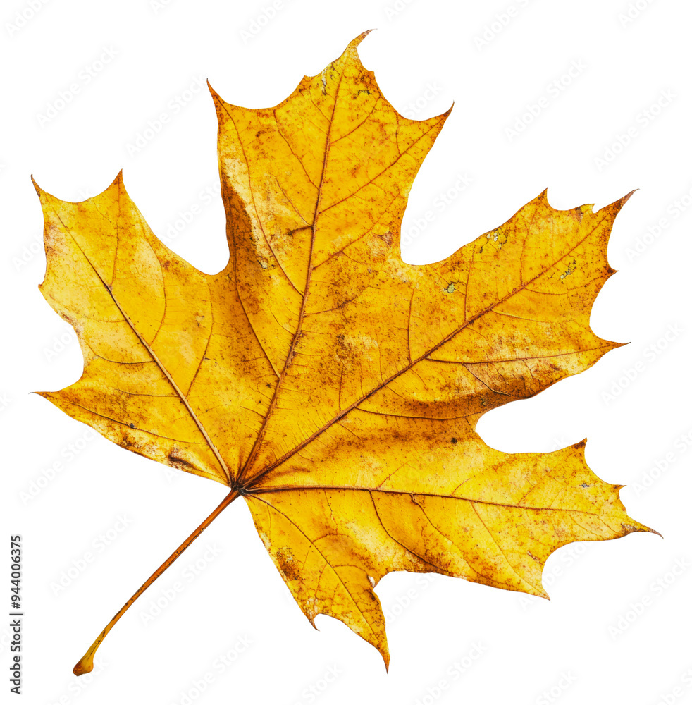 PNG Autumn golden maple leaf on white PNG Autumn golden maple leaf on white