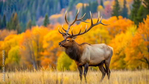 Fototapeta Naklejka Na Ścianę i Meble -  Autumnal forest with vibrant foliage in the background; likely a mountainous or woodland environment.