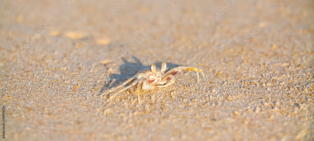 A crab on the beach is running on the white sand. Exotic animals in the resorts of tropical islands. The concept of a beach holiday in the tropics. A crab on the beach is running on the white sand. Exotic animals in the resorts of tropical islands. The concept of a beach holiday in the tropics.