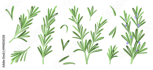 Set of Rosemary Herb with Green Leaves