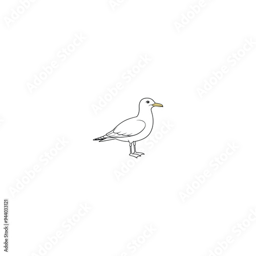 seagull isolated on white background