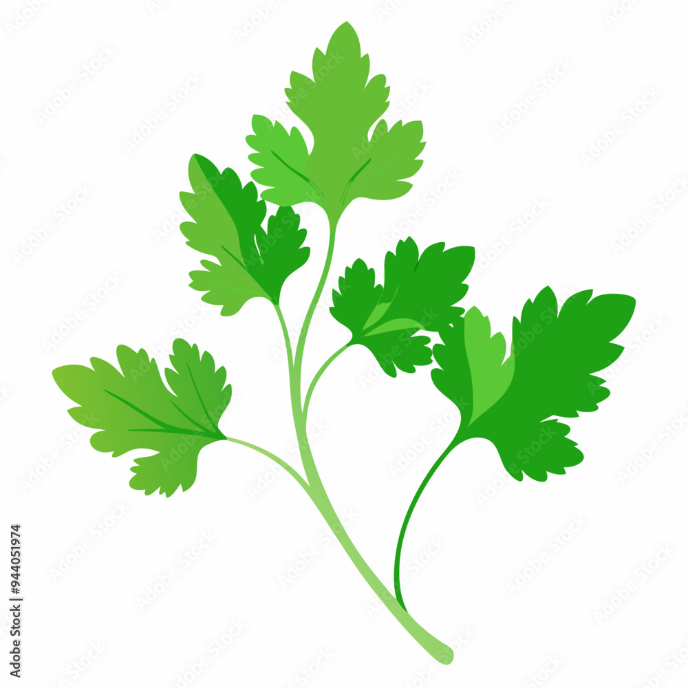Coriander Plant Illustration on White Background Coriander Plant Illustration on White Background
