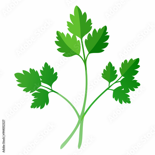 Coriander Plant Illustration on White Background