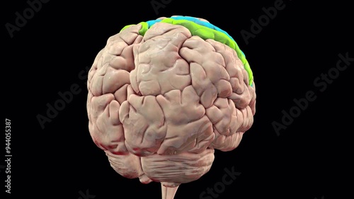 Human brain with highlighted precentral and postcentral gyri, 3D animation. The sites of primary motor (precentral gyrus) and somatosensory (postcentral gyrus) cortex. photo