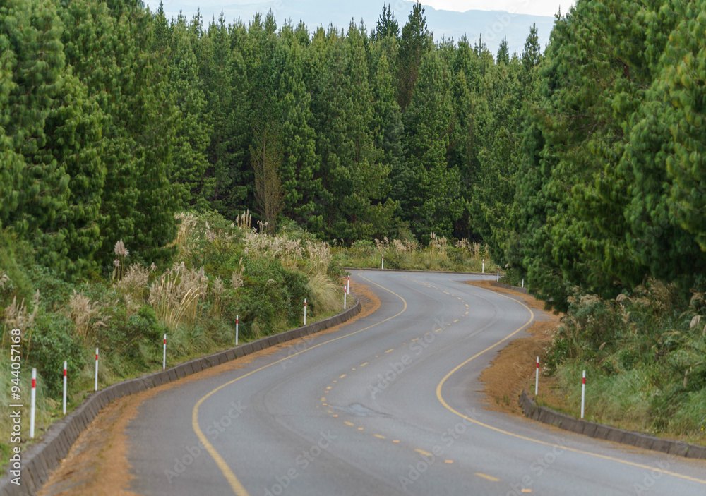 road in the forest
