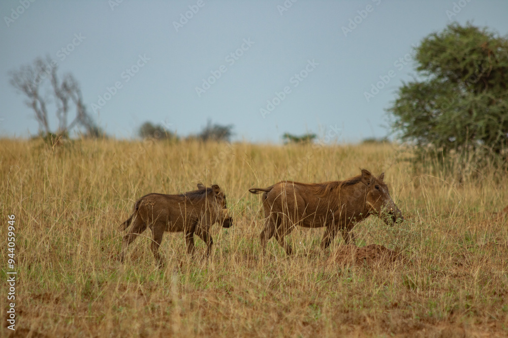 facoceri uganda facoceri uganda