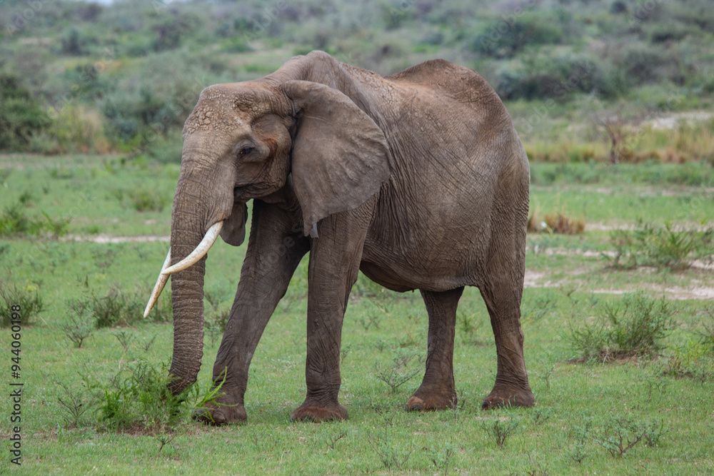 Elefante Uganda Elefante Uganda
