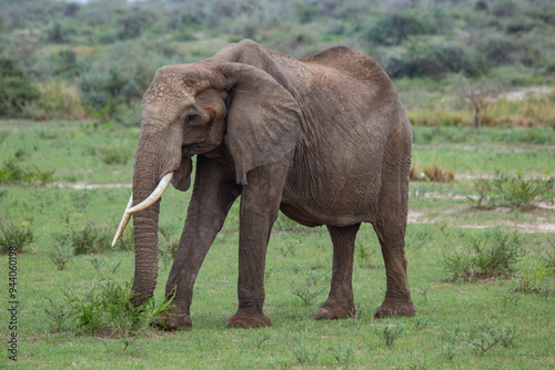 Elefante Uganda