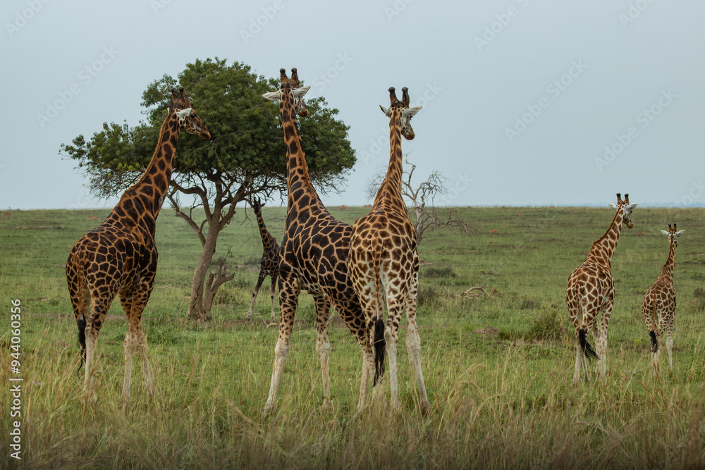 Obraz premium Giraffe in Uganda