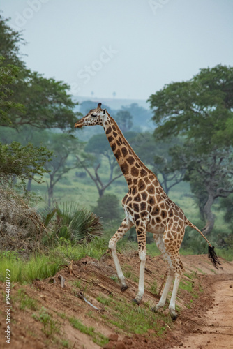 Savana giraffa