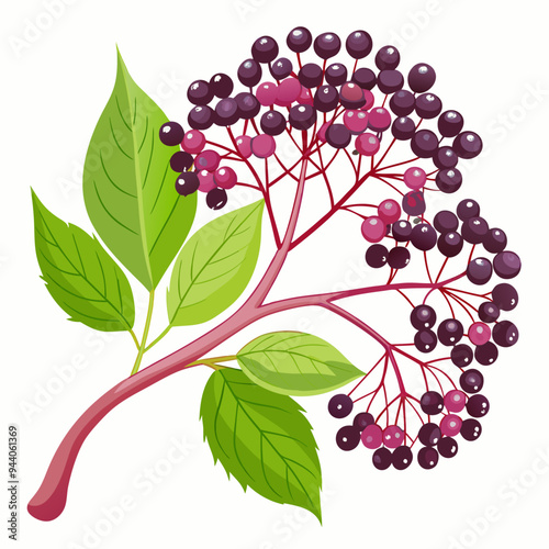 Branch of elderberry with ripe berries and leaves