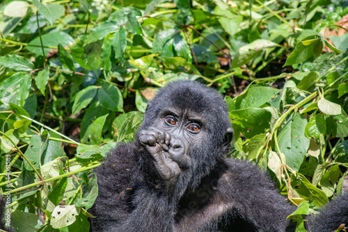 Mountain gorilla Uganda