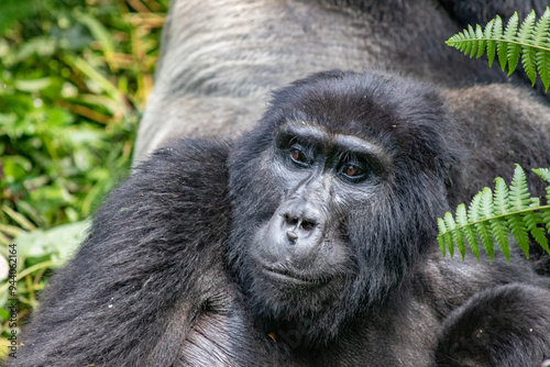 Mountain Gorilla Uganda