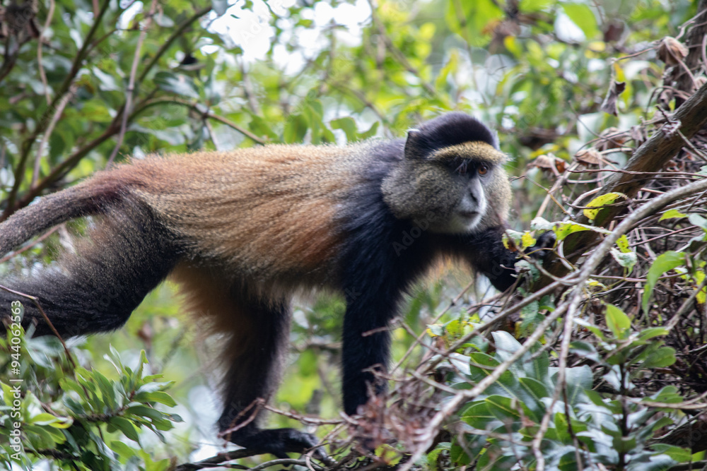 Obraz premium Golden monkey uganda