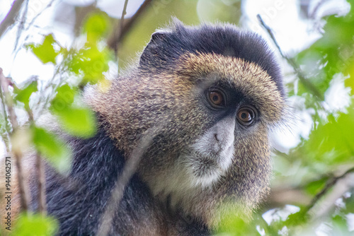 Golden monkey uganda