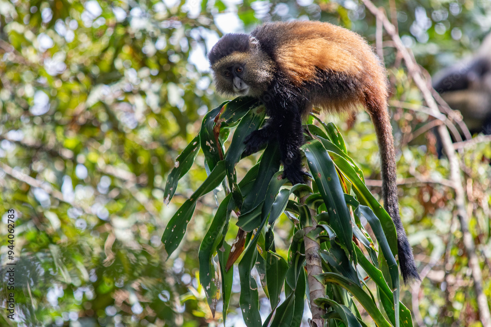 Fototapeta premium Golden monkey uganda