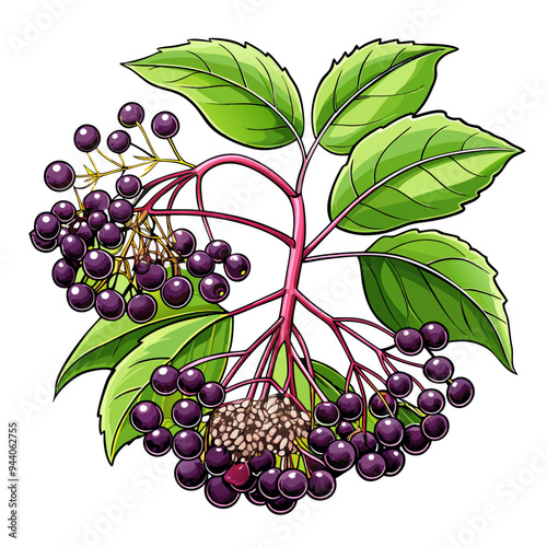 A Branch of Black Elderberries with Green Leaves