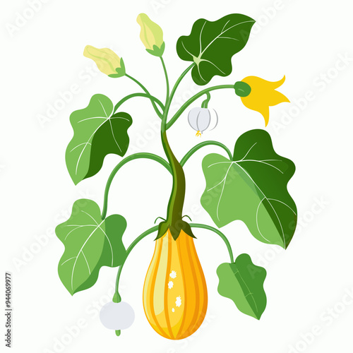 Floral Squash Plant Vector Art
