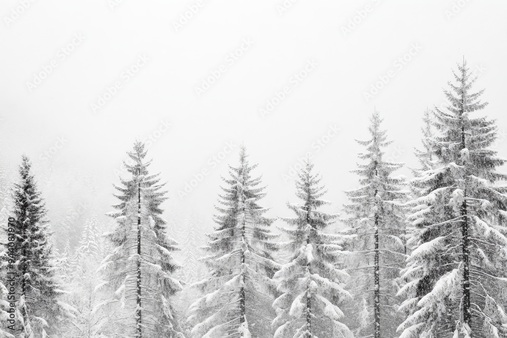 Standing fir trees covered with snow shot on film Standing fir trees covered with snow shot on film