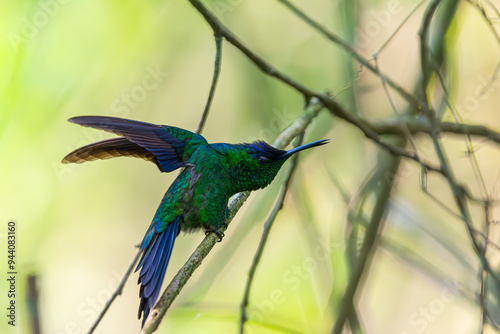 Beija-flor-de-fronte-violeta (Thalurania glaucopis) em uma reserva ambiental. photo