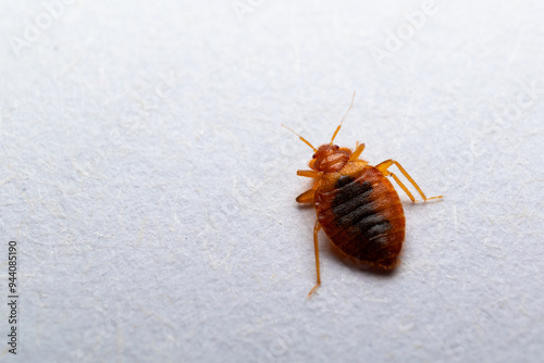 bedbug photo