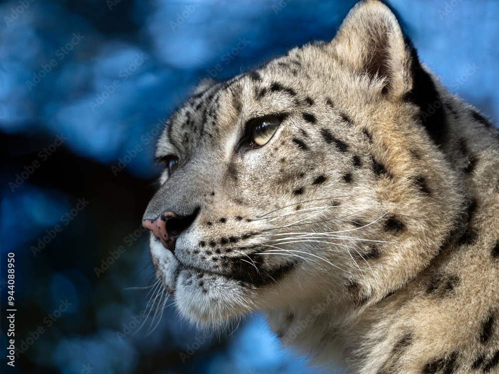 Fototapeta premium Close-up portrait of a female snow leopard. The wise gaze of the snow leopard is directed into the distance. The head of an animal on a blue background.