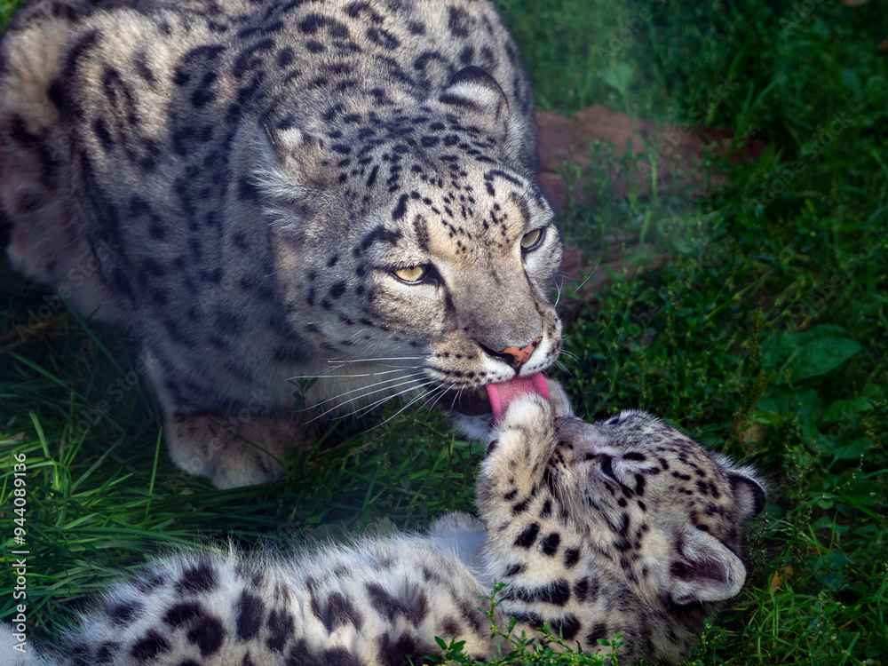 A female snow leopard licks her cub. The baby plays with his mother. Natural background with snow leopard family. Close-up. A female snow leopard licks her cub. The baby plays with his mother. Natural background with snow leopard family. Close-up.