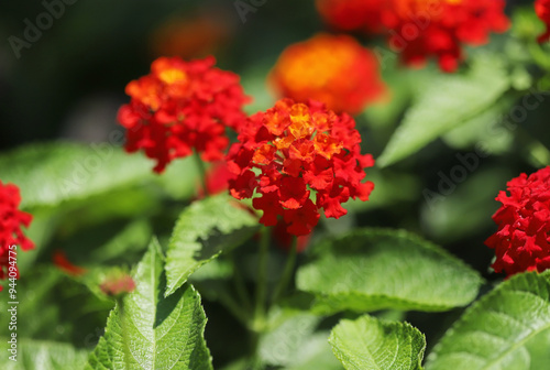 Lantana flower in the garden