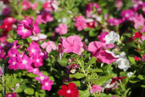 Annual vinca flower (Catharanthus roseus)