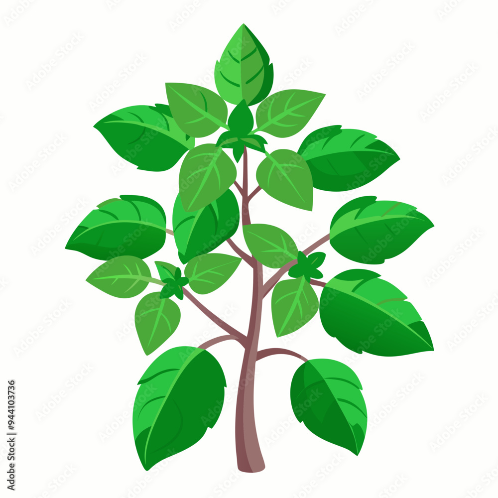 Naklejka premium Holy Basil Tree Vector Art
