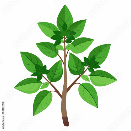 Holy Basil Tree Vector Art