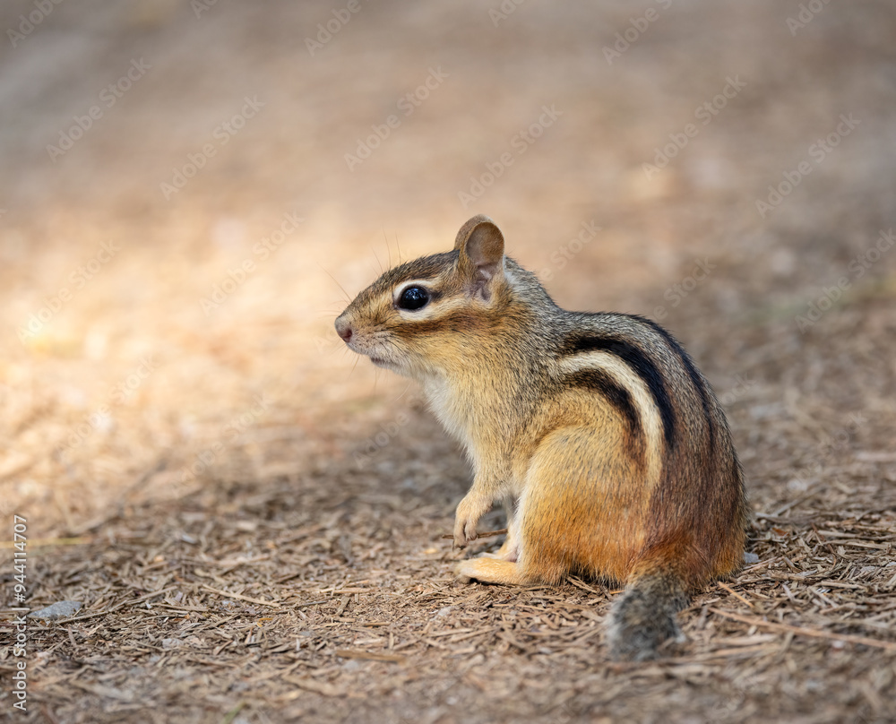 Closeup Eastern Chipmunk on a trail in Algonquin Park Ontario in August Closeup Eastern Chipmunk on a trail in Algonquin Park Ontario in August