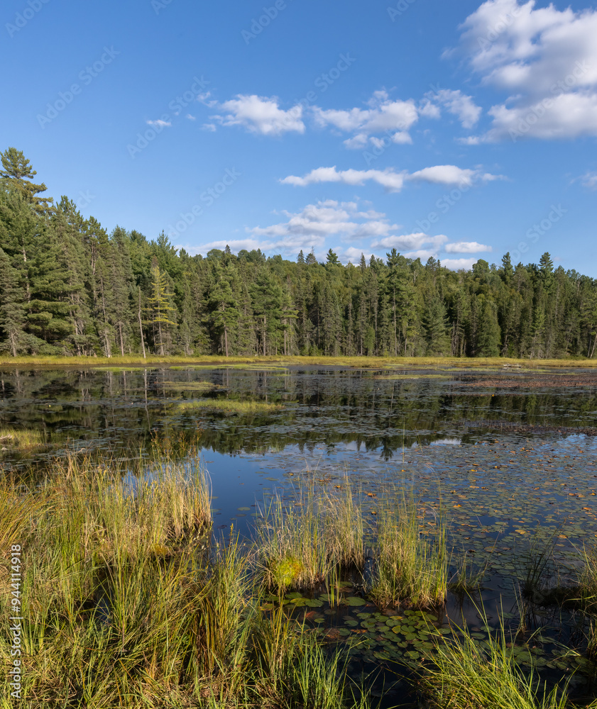 Reflections in a beautiful pond in Algonquin Park surrounded by evergreen trees and marsh grasses in summer Reflections in a beautiful pond in Algonquin Park surrounded by evergreen trees and marsh grasses in summer