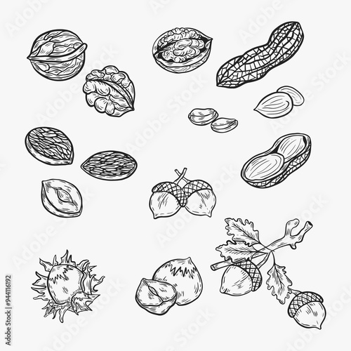 Linear drawing of nuts. Vintage pine nuts, walnuts, hazelnuts, peanuts, hazelnuts and branches for label. Vector black ink food outline sketch illustration with different kinds of nuts