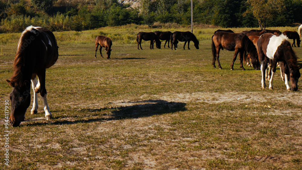 Group of brown horses grazing in a lush green pasture on a sunny day. Capturing the beauty of wildlife and nature, with animals feeding on fresh grass. Rural life, agriculture, equestrian care.
