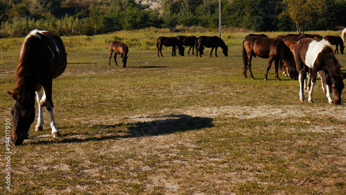 Group of brown horses grazing in a lush green pasture on a sunny day. Capturing the beauty of wildlife and nature, with animals feeding on fresh grass. Rural life, agriculture, equestrian care.