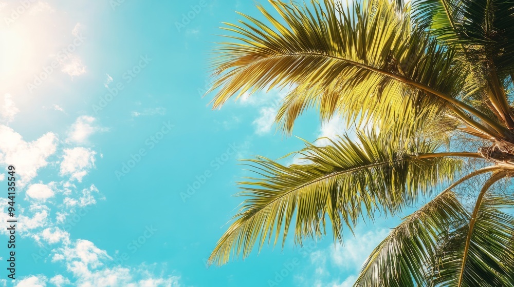 Fronds of a palm tree catching sunlight, expansive sky background for copy space Fronds of a palm tree catching sunlight, expansive sky background for copy space