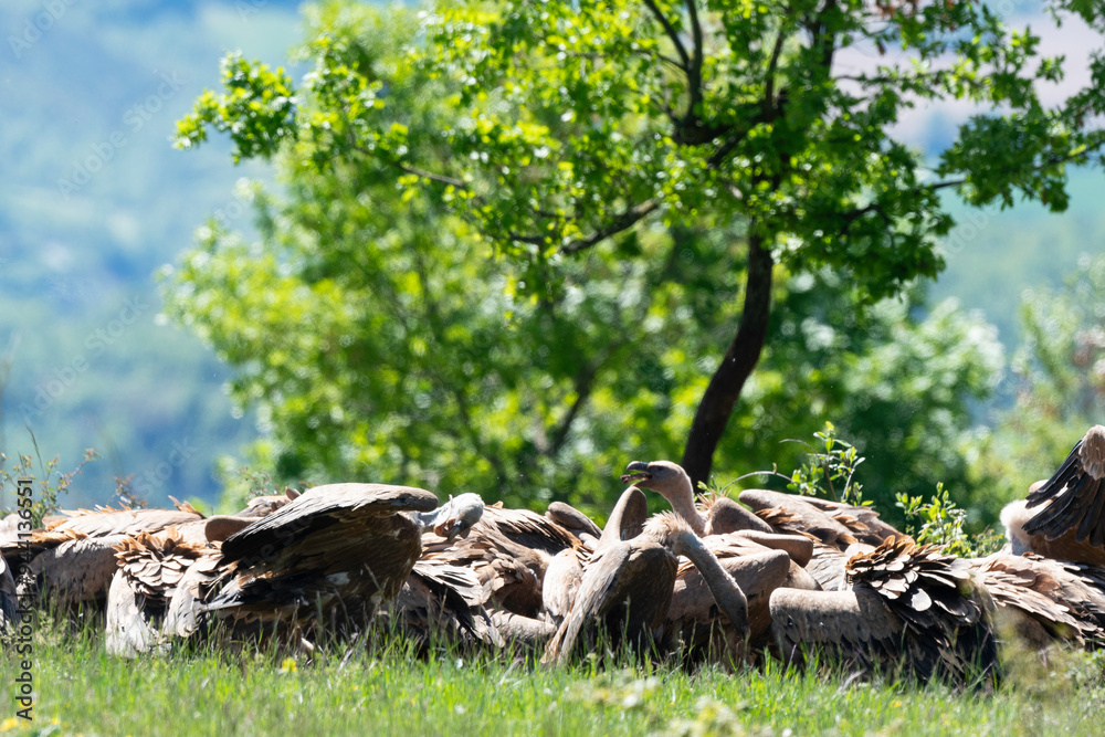 Vautour fauve,.Gyps fulvus, Griffon Vulture,, Vézouillac , Verrières, causse Rouge, Occitanie, Aveyron, 12, France Vautour fauve,.Gyps fulvus, Griffon Vulture,, Vézouillac , Verrières, causse Rouge, Occitanie, Aveyron, 12, France