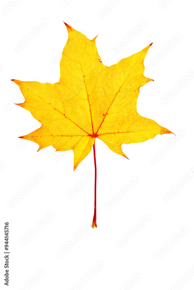 Natural seasonal Yellow Colored autumn leaves isolated on white background, cutout design object, top view nature photo, Close up autumnal Maple tree foliage leaf texture organic shapes Natural seasonal Yellow Colored autumn leaves isolated on white background, cutout design object, top view nature photo, Close up autumnal Maple tree foliage leaf texture organic shapes
