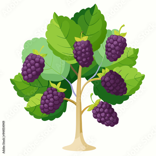 Blackberry Bush with Ripe Purple Fruit and Green Leaves