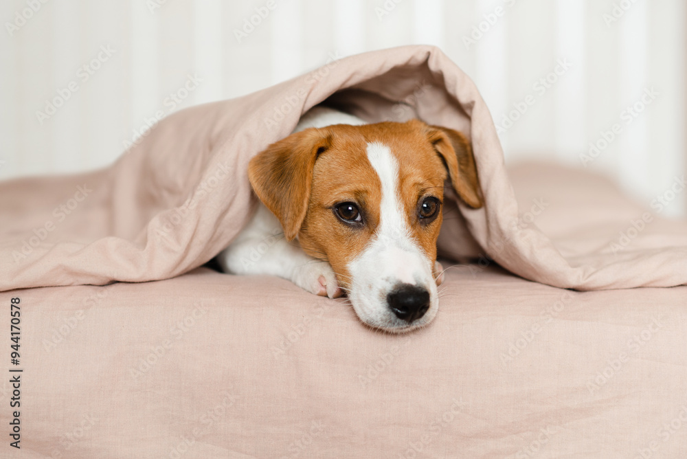 Cute Jack Russell Terrier dog lying on a bed, covered by a soft beige blanket. Funny puppy with brown and white fur, is peeking out from under the blanket, resting on the bed Cute Jack Russell Terrier dog lying on a bed, covered by a soft beige blanket. Funny puppy with brown and white fur, is peeking out from under the blanket, resting on the bed