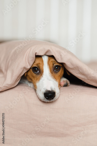 Cute Jack Russell Terrier dog lying on a bed, covered by a soft beige blanket. Funny puppy with brown and white fur, is peeking out from under the blanket, resting on the bed