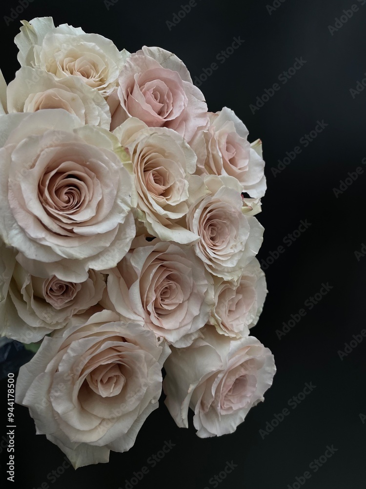 dusty rose, dozen rose bouquet on black dusty rose, dozen rose bouquet on black